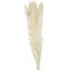Image de Bouquet de 5 Pampas doudou blanc naturel 60 cm FETE-333FS4