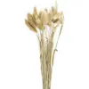 Image de Bouquet de 30 bunny tails brun naturel 60 cm FETE-333FS5