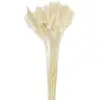 Image de Bouquet de 30 bunny tails blanc naturel 60 cm FETE-333FS6