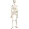 Image de Squelette articulé en carton 135 cm FETE-913HS6