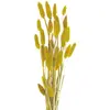 Image de Bouquet de 30 Bunny tails Jaune Moutarde 60 cm FETE-333FS11