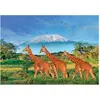 Image de Puzzle 500 piÃ¨ces XL : Girafes au pied du Kilimandjaro