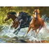 Image de Peinture au numéro : Chevaux de Camargue  - sans châssis en bois FiguredArt-PN188