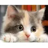 Image de Broderie diamant : Petit Chat curieux - sans chassis en bois FiguredArt-DP-886