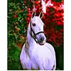 Image de Peinture au numÃ©ro : Cheval et fond colorÃ© - sans chÃ¢ssis en bois