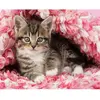 Image de Peinture au numéro : Chaton enrobé - sans châssis en bois FiguredArt-FA10071