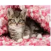 Image de Peinture au numÃ©ro : Chaton enrobÃ© - sans chÃ¢ssis en bois