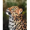 Image de Peinture au numéro : Leopard curieux - toile tendue sur châssis FiguredArt-FA10078-Y