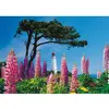 Image de Puzzle 1000 pièces : Phare de Dornbusch Hiddensee Schmidt-58067