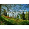 Image de PUZZLE 1000 PIECES : FLORAISON DES TULIPES - ILE DE MAINAU