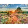 Image de Puzzle 1000 piÃ¨ces : BruyÃ¨re au coucher du soleil