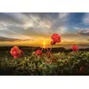 Image de Puzzle 1000 pièces : Cloudbeeries Heye-58174