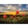 Image de Puzzle 1000 piÃ¨ces : Cloudbeeries