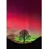 Image de Puzzle 1000 pièces : pouvoir de la nature sycomore Heye-57843