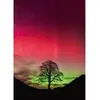 Image de Puzzle 1000 piÃ¨ces : pouvoir de la nature sycomore