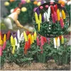 Image de Modélisme HO : Lupins pour jardin Busch-BUE1218