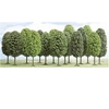 Image de Modélisme : Végétation - Lot de 12 arbres feuillus Busch-BUE6586