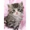 Image de Puzzle 500 piÃ¨ces - Douceur de chaton