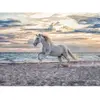 Image de Puzzle 500 pièces : Cheval sur la plage Ravensburger-0222