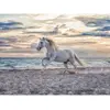 Image de Puzzle 500 pièces : Cheval sur la plage