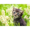 Image de Puzzle 500 piÃ¨ces : Chaton dans la prairie