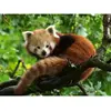 Image de Puzzle 500 piÃ¨ces : Adorable Panda roux