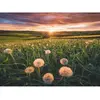 Image de Puzzle 500 piÃ¨ces : Pissenlits au crÃ©puscule