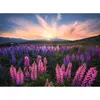 Image de Puzzle 500 piÃ¨ces - Nature Ã©dition : Les lupins