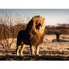 Image de Puzzle 1500 pièces - Le lion, le roi des animaux Ravensburger-12000733