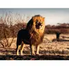 Image de Puzzle 1500 piÃ¨ces - Le lion, le roi des animaux