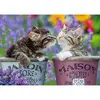 Image de Puzzle 1000 pièces : Bisous de chatons