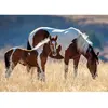 Image de Puzzle 1500 pièces : Chevaux Dans La Forêt Nathan-12000928