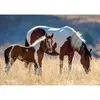 Image de Puzzle 1500 piÃ¨ces : Chevaux Dans La ForÃªt