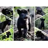 Image de Puzzle 1500 pièces : Collection Vie Sauvage - Le dernier jaguar Nathan-12000932
