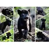 Image de Puzzle 1500 pièces : Collection Vie Sauvage - Le dernier jaguar