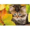 Image de Puzzle 1500 pièces : Chaton en automne Nathan-12000945