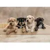 Image de Puzzle 1000 pièces : Collection Tendresse - Les American Staffordshire Terriers Nathan-12001145