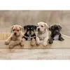 Image de Puzzle 1000 piÃ¨ces : Collection Tendresse - Les American Staffordshire Terriers