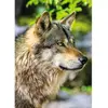 Image de Puzzle 1000 pièces : Collection Vie Sauvage - Loup gris européen Nathan-12001146