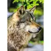 Image de Puzzle 1000 piÃ¨ces : Collection Vie Sauvage - Loup gris europÃ©en