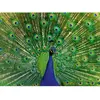 Image de Puzzle 500 pièces : Paon Ravensburger-12001332