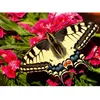 Image de Puzzle 500 pièces : Papillon Ravensburger-12001335