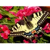 Image de Puzzle 500 piÃ¨ces : Papillon