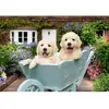 Image de Puzzle 200 pièces : Golden Retriever Ravensburger-12001368