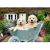 Image de Puzzle 200 piÃ¨ces : Golden Retriever