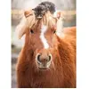 Image de Puzzle 500 pièces : Le petit cavalier 12001901