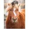 Image de Puzzle 500 piÃ¨ces : Le petit cavalier