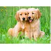 Image de Puzzle 500 pièces : Les frères Golden Retriever 12001902