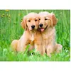 Image de Puzzle 500 piÃ¨ces : Les frÃ¨res Golden Retriever
