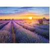 Image de Puzzle 500 piÃ¨ces : Route de la lavande, Valensole - Collection RÃ©gions de France